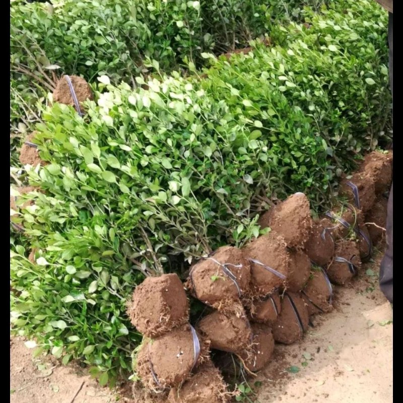 卫矛，卫矛园林工程绿化苗常年供应卫矛基地货源