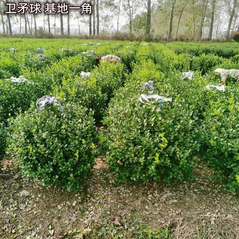 四季常青绿化苗木卫矛小苗卫矛卫矛苗胶东卫矛苗