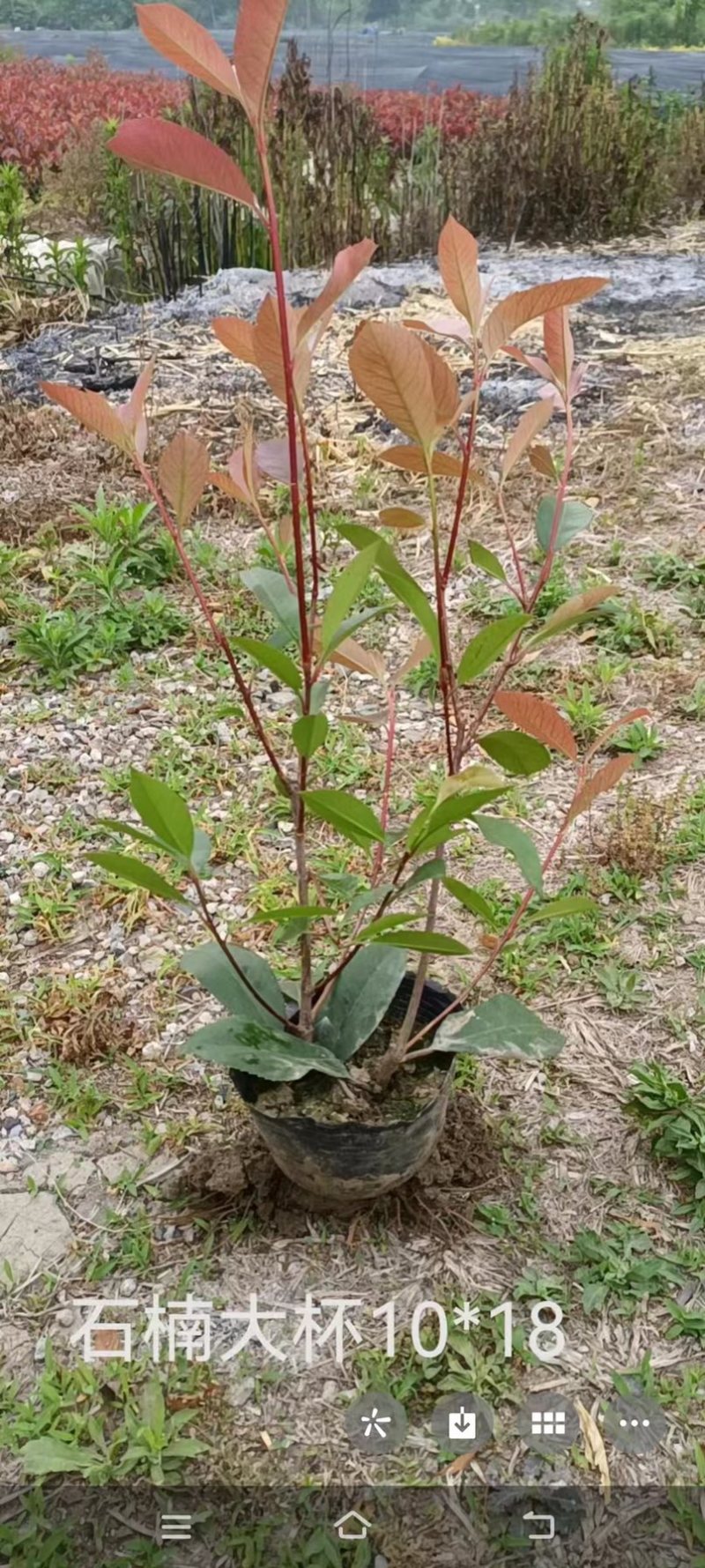 石楠苗大量供应，一手货源，产地直发，价格优惠，欢迎采购