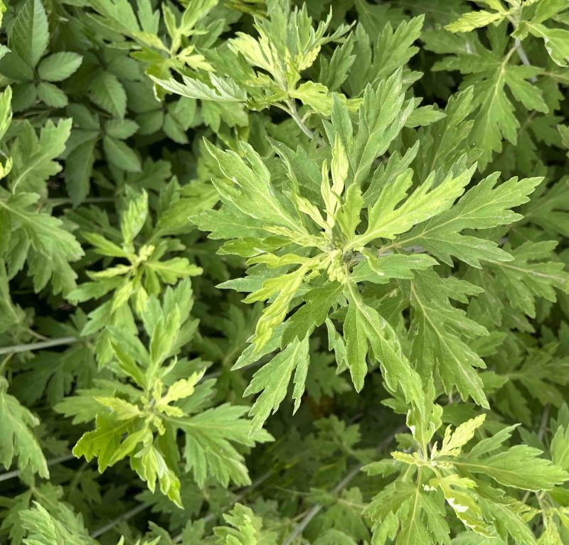 大量出售自家种的新鲜艾草