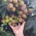 妃子笑荔枝大量上市阳西县丰茂种养专业合作