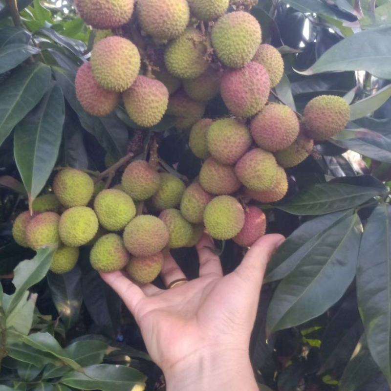 妃子笑荔枝大量上市阳西县丰茂种养专业合作