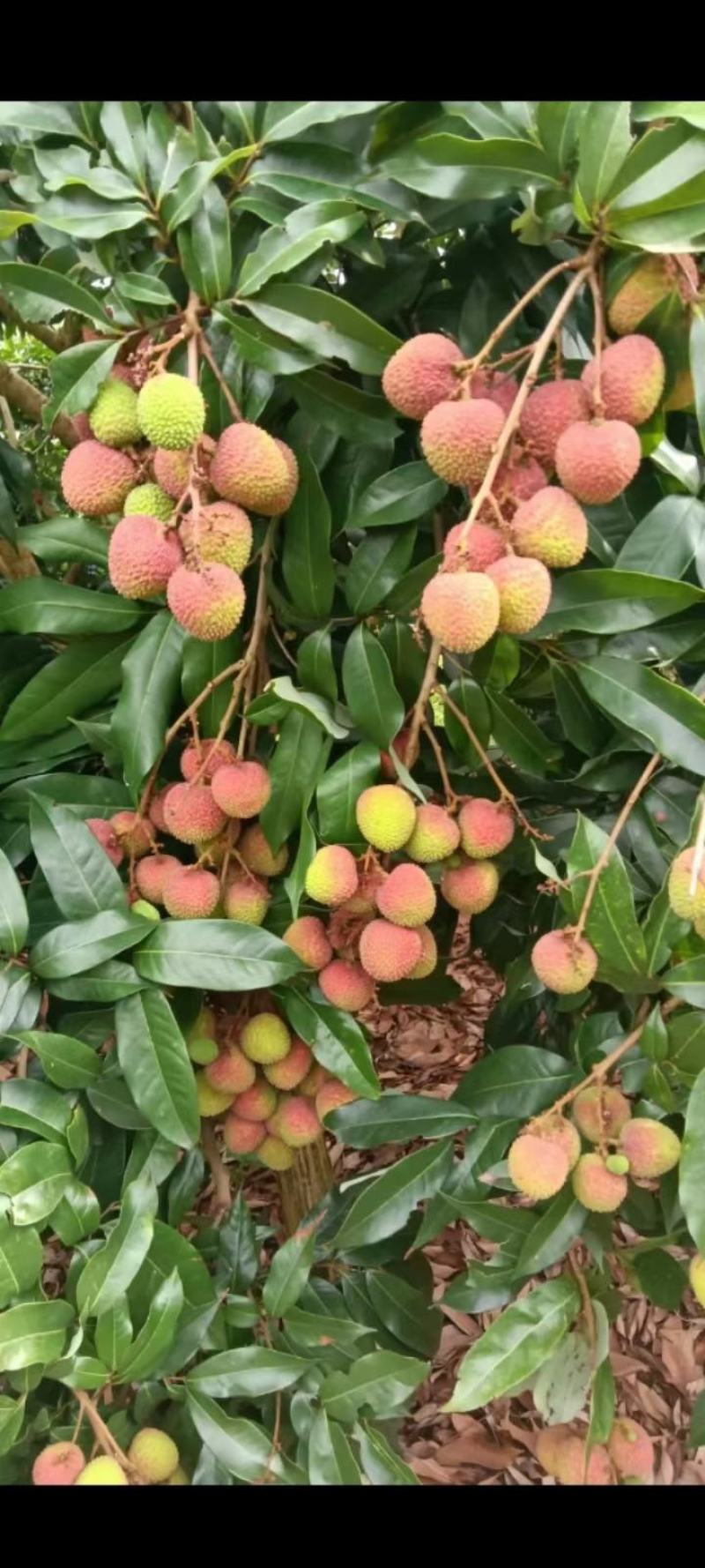 妃子笑荔枝大量上市阳西县丰茂种养专业合作