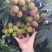 妃子笑荔枝大量上市阳西县丰茂种养专业合作
