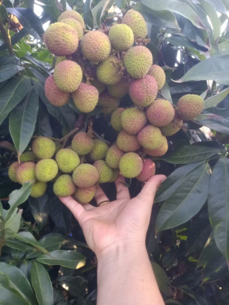 妃子笑荔枝大量上市阳西县丰茂种养专业合作