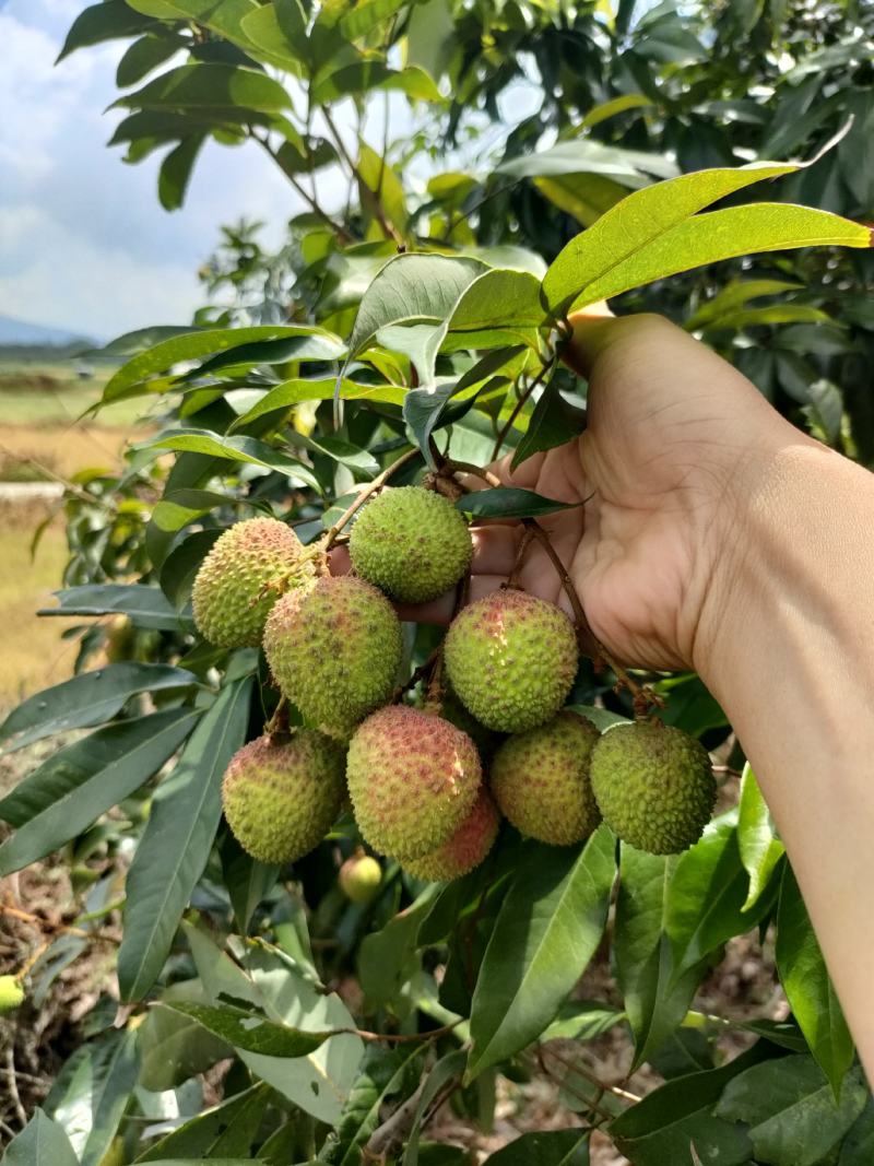妃子笑荔枝大量上市阳西县丰茂种养专业合作