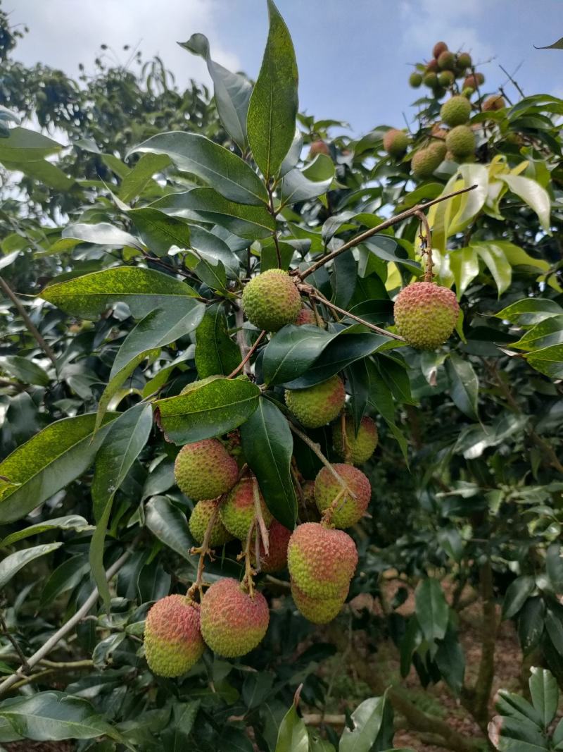 妃子笑荔枝大量上市阳西县丰茂种养专业合作
