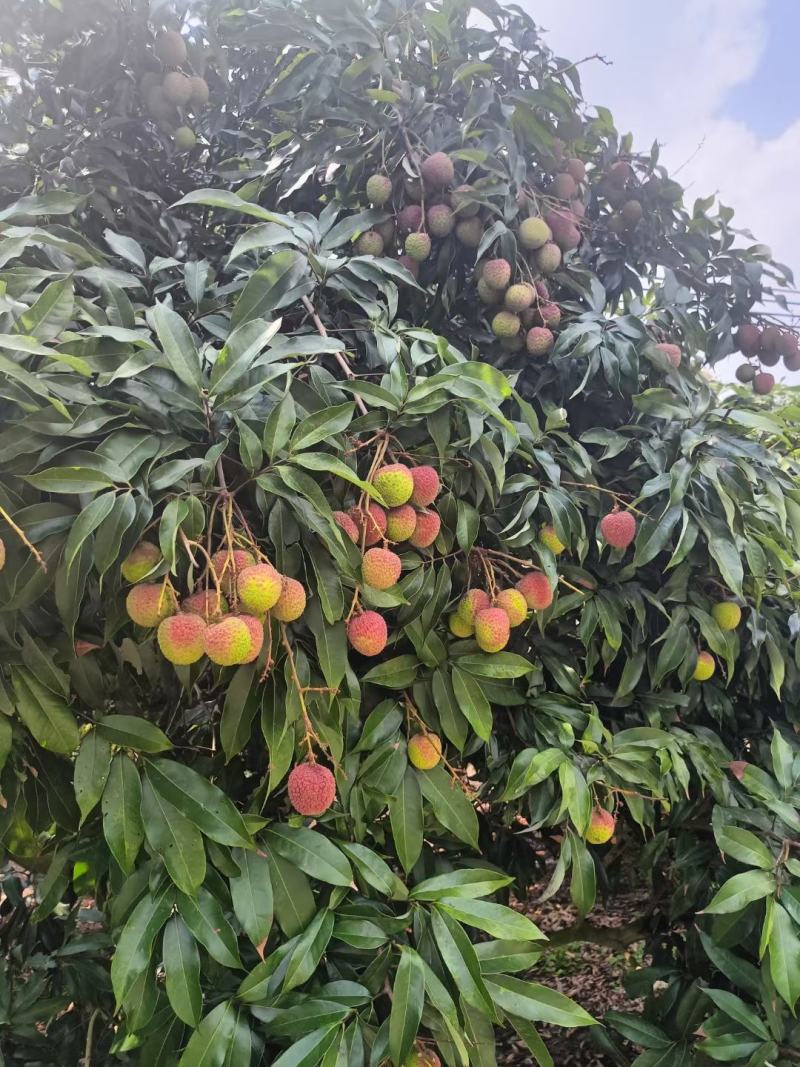 妃子笑荔枝大量上市阳西县丰茂种养专业合作