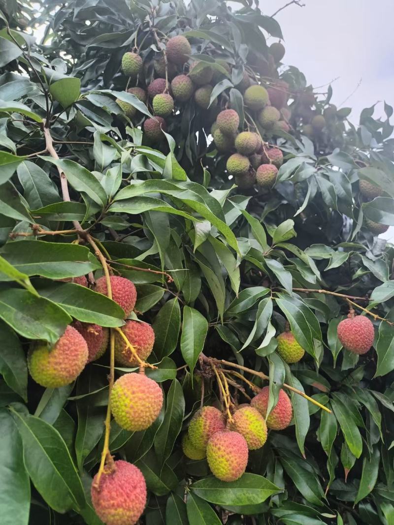 妃子笑荔枝大量上市阳西县丰茂种养专业合作