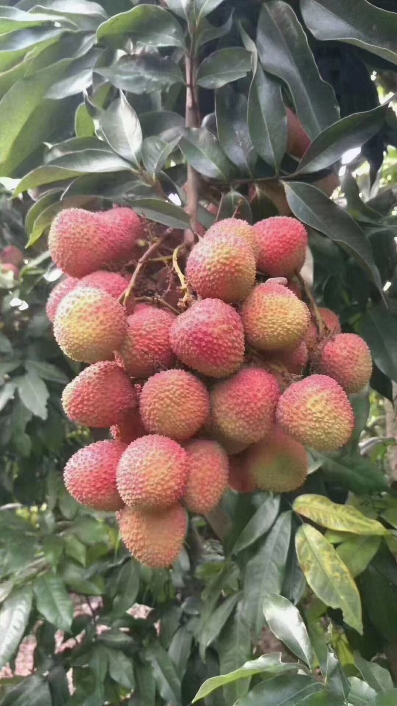 妃子笑荔枝大量上市阳西县丰茂种养专业合作