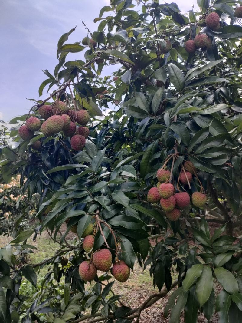 妃子笑荔枝大量上市阳西县丰茂种养专业合作