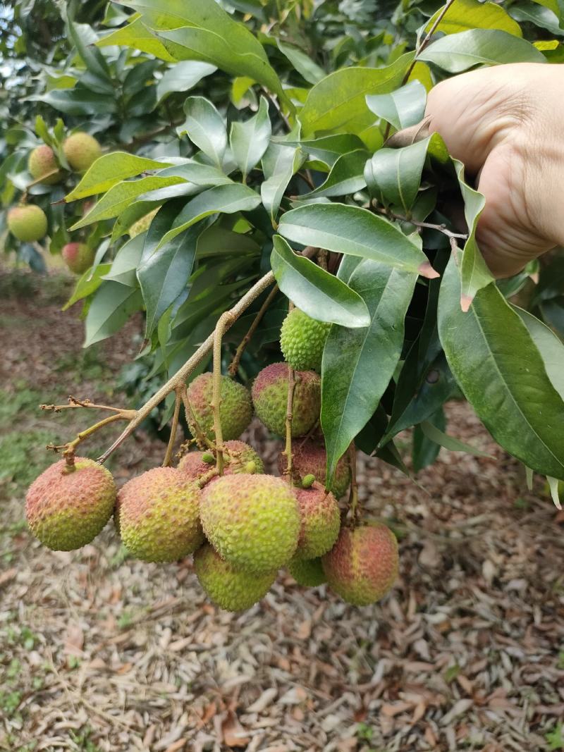 妃子笑荔枝大量上市阳西县丰茂种养专业合作