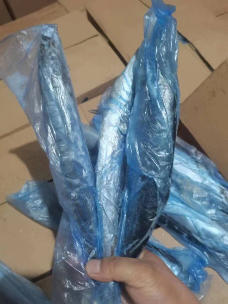 汽冻，鲅鱼