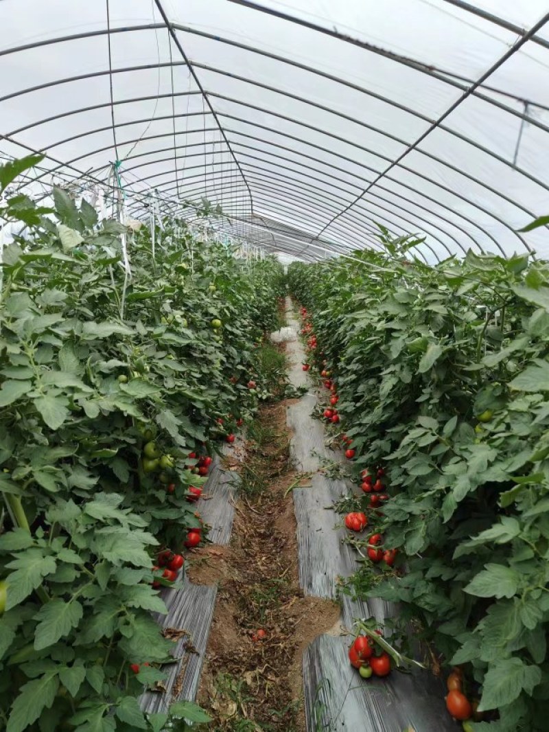 精品西红柿大量上市武汉市东西湖铁果番茄欢迎老板娘来耐