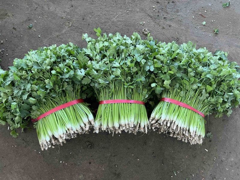 铁杆青小叶香菜大量上市，质量优，全国发货