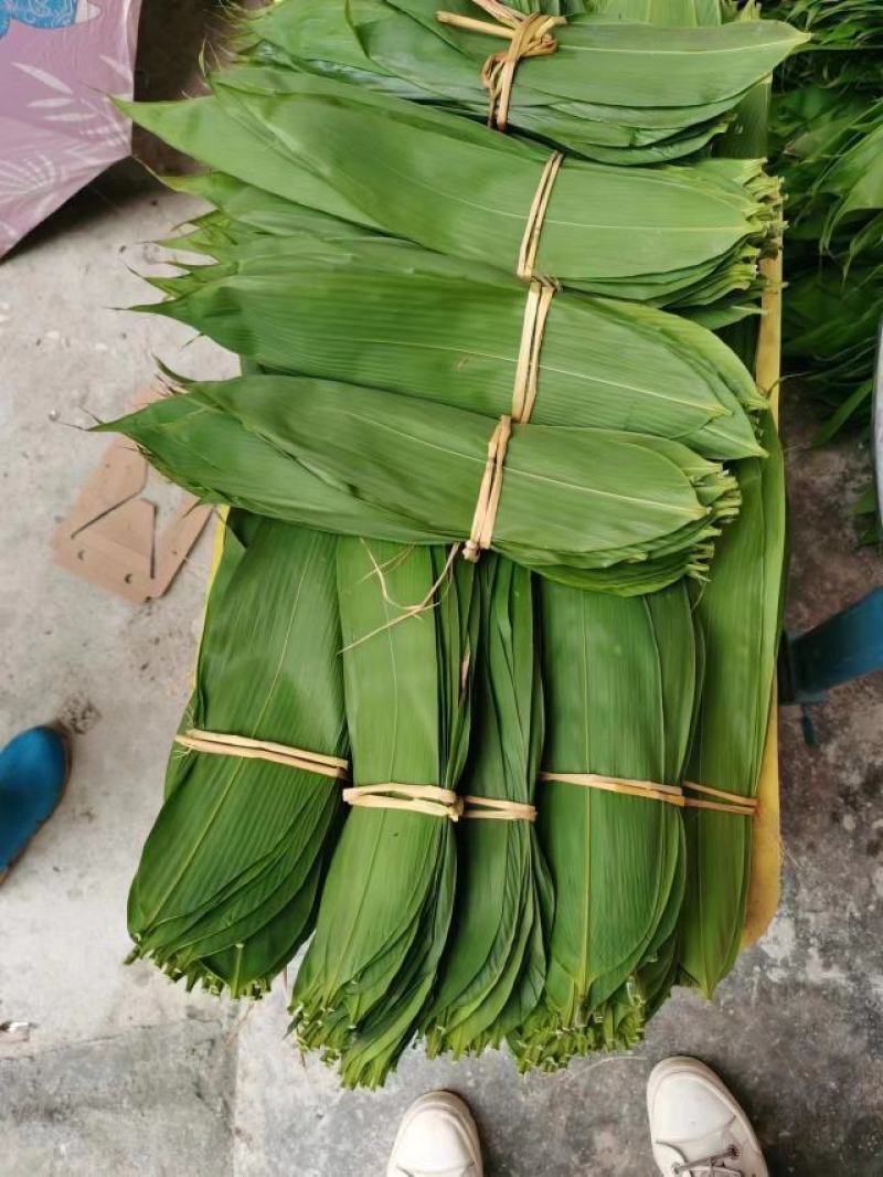 箬叶粽叶，端午节前每天可以发货，当天采摘新鲜箬叶