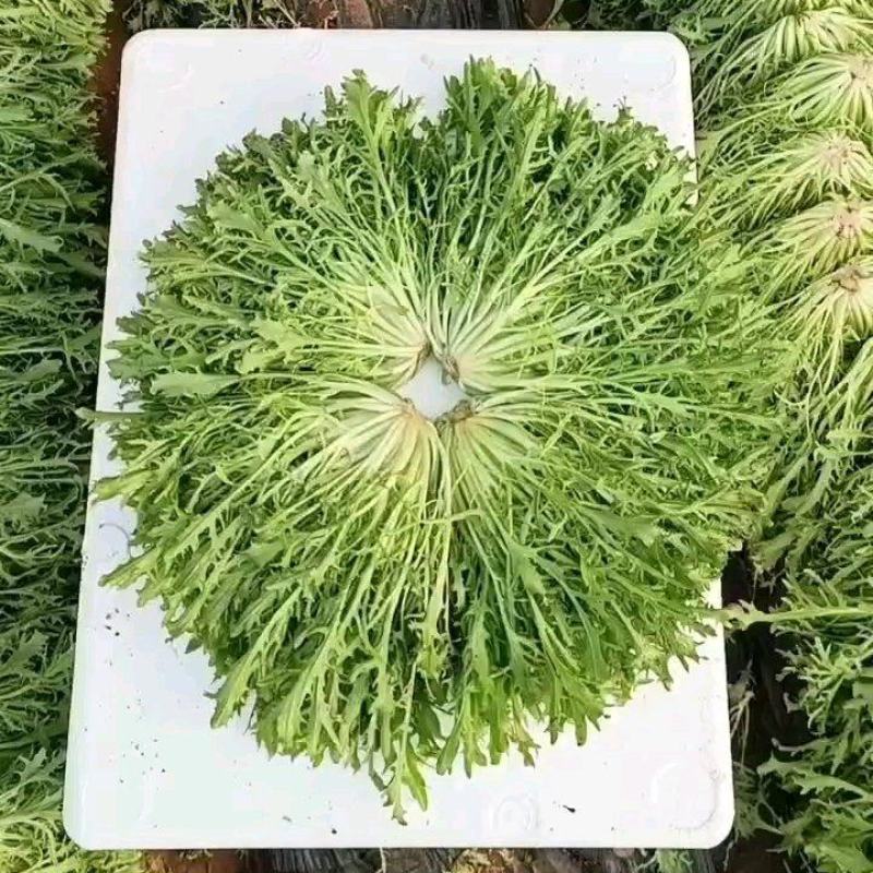 【辽宁苦菊】精品苦菊产地直发常年供应品质保证