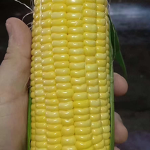 玉米量大的来