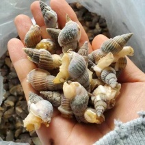 海锥，海瓜子，捞汁