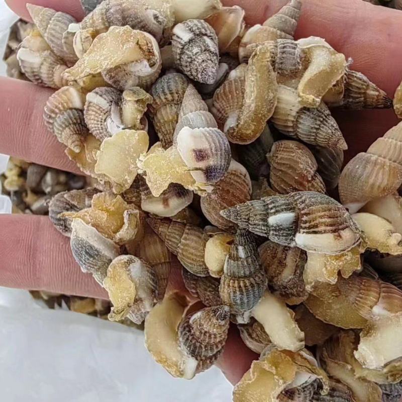 海锥，海瓜子，捞汁