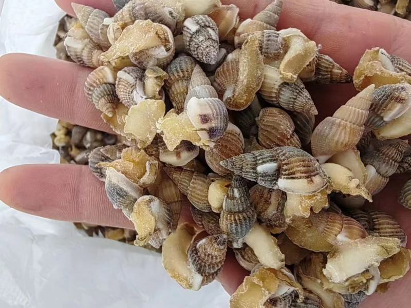 海锥，海瓜子，捞汁
