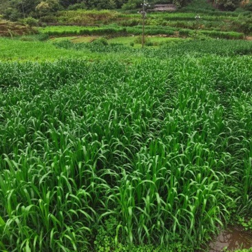 巨菌草种苗耐寒高产牧草苗牛马羊食用四季牧草电联