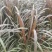 红象草红象草种苗抗旱耐寒高产四季牧草苗基地直发