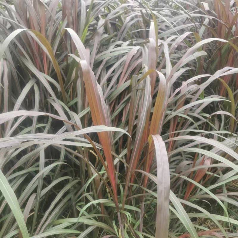 红象草红象草种苗抗旱耐寒高产四季牧草苗基地直发