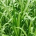 红象草红象草种苗抗旱耐寒高产四季牧草苗基地直发