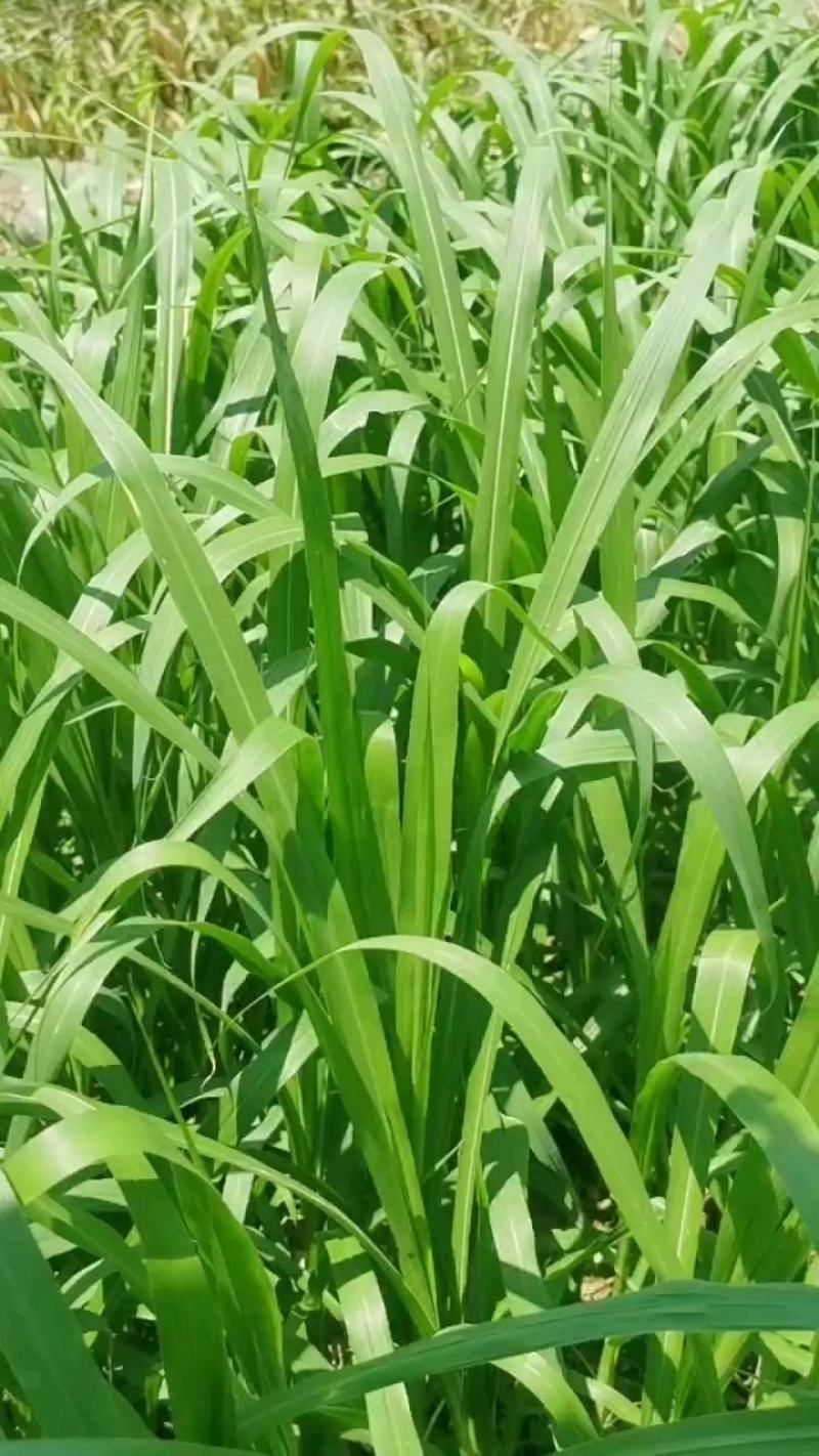红象草红象草种苗抗旱耐寒高产四季牧草苗基地直发