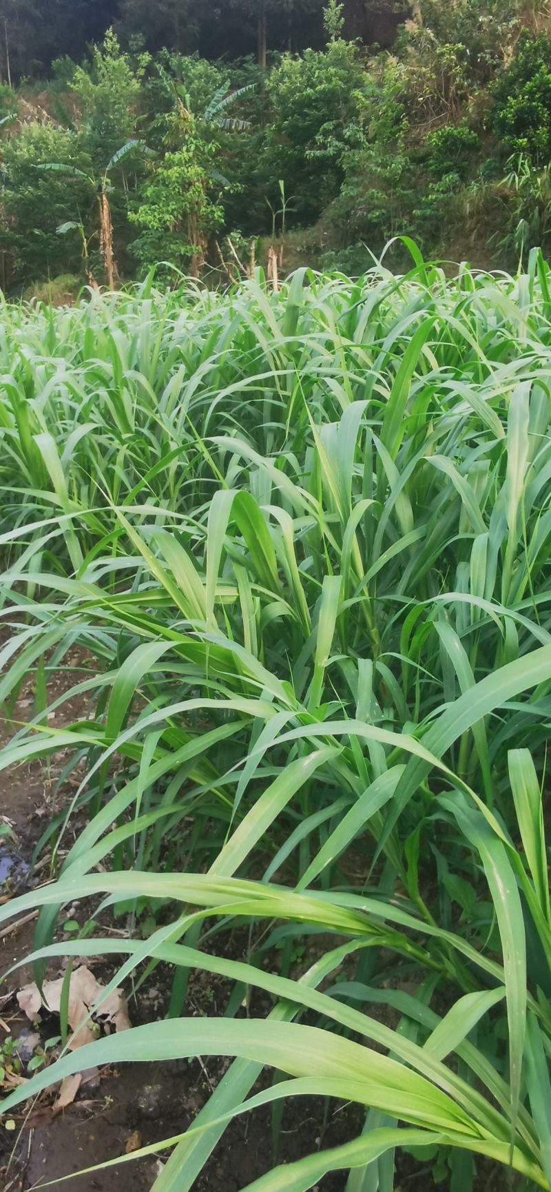 红象草红象草种苗抗旱耐寒高产四季牧草苗基地直发
