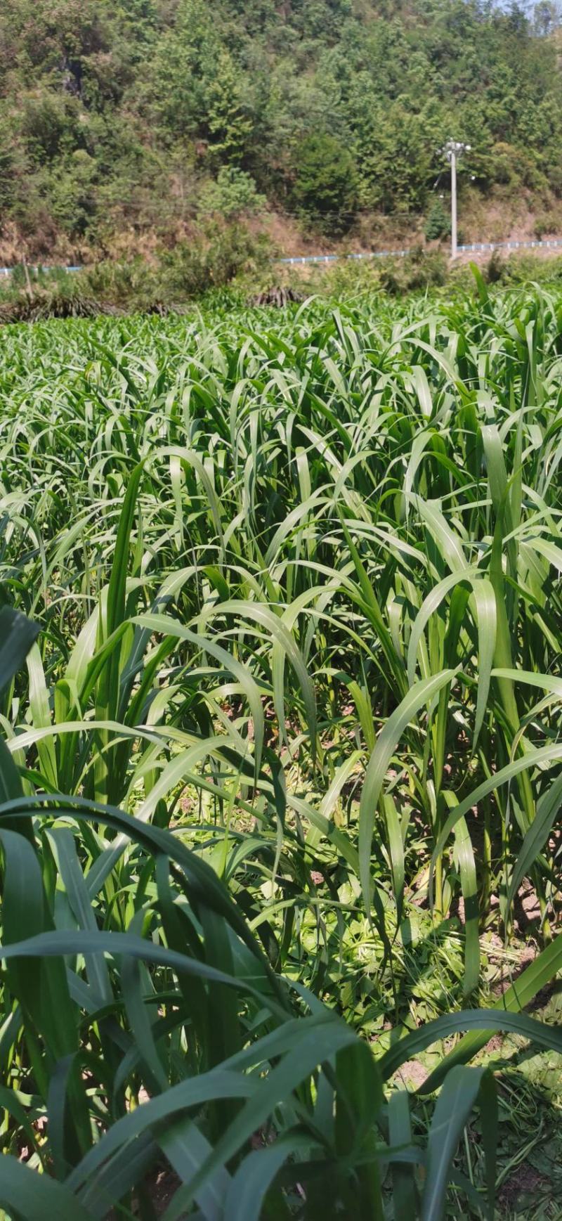红象草红象草种苗抗旱耐寒高产四季牧草苗基地直发