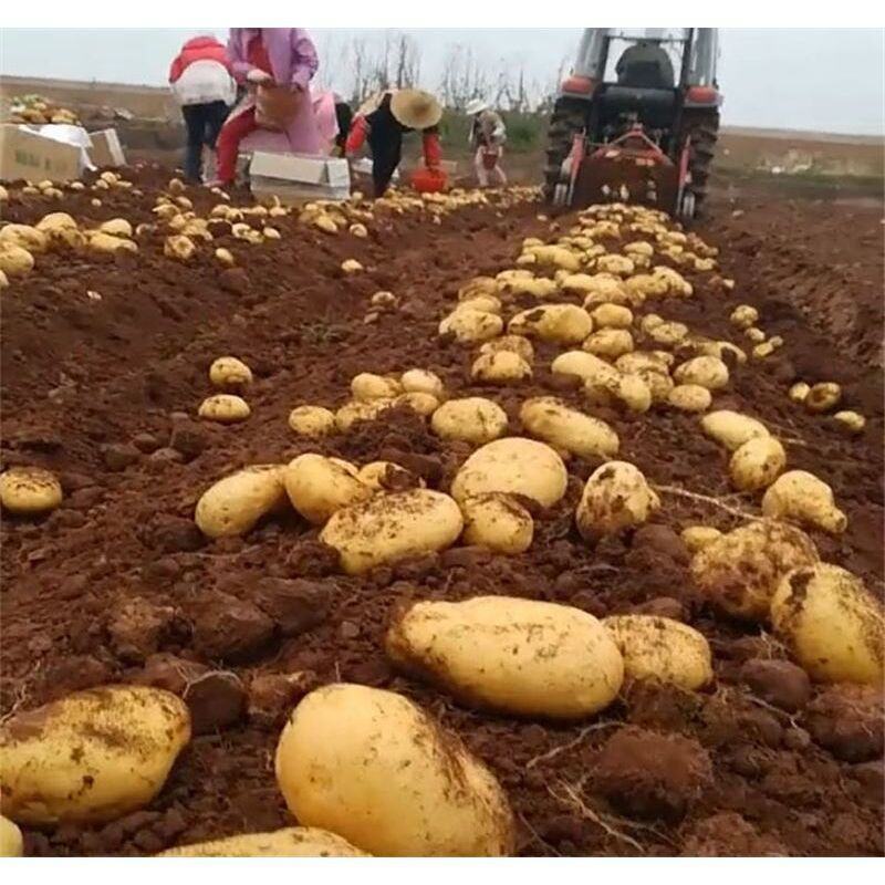 [热卖推荐]沃土5号土豆河南土豆按需分配一条龙服务