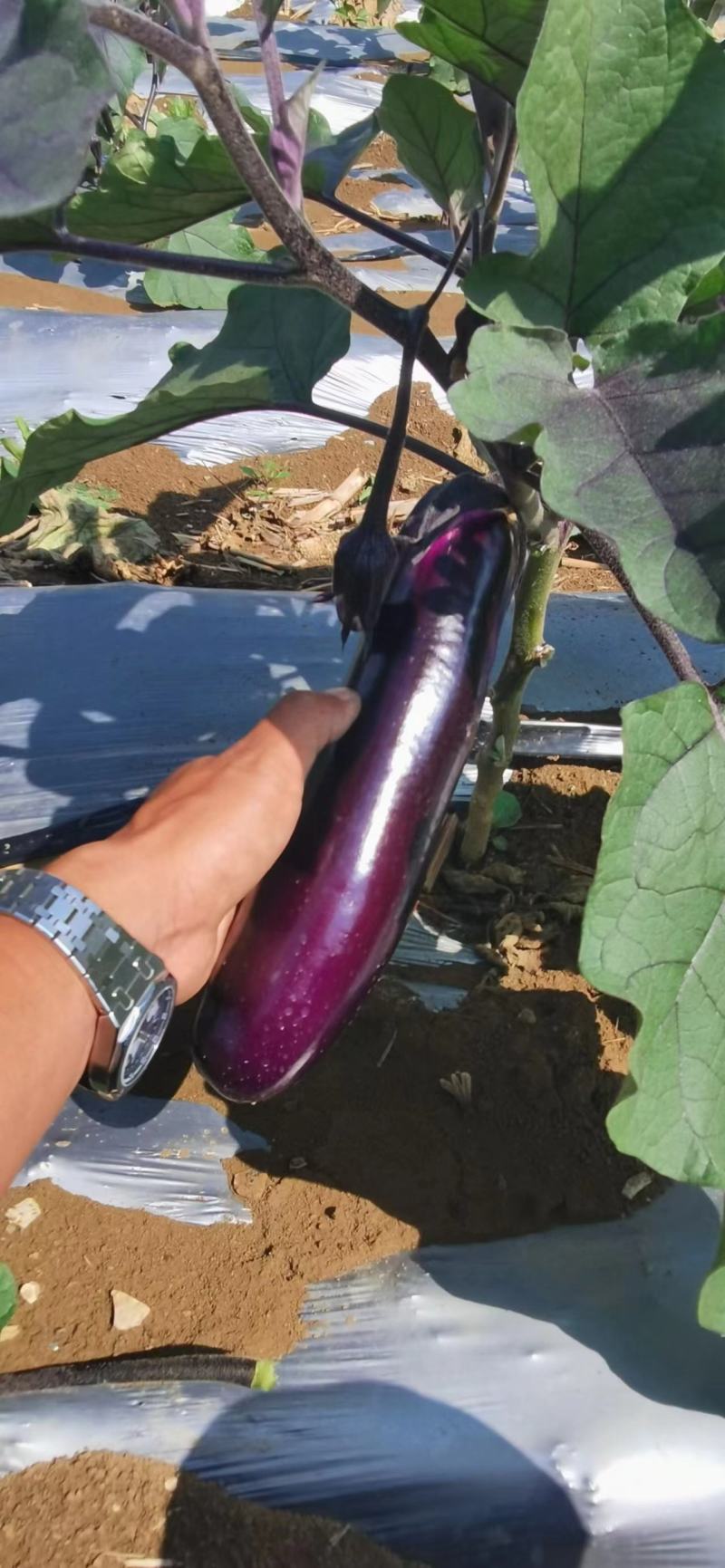 茄子长茄、烧烤茄供应（市场、超市、工厂）质量保证。