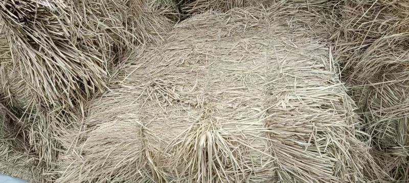 治沙草酒厂草长度60公分以上，无霉变。
