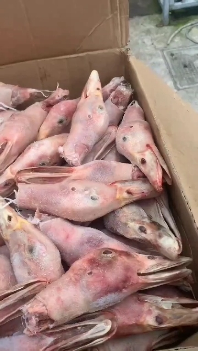 精品鸭头白条鸭头卤货加工厂专用长期有货质量保证
