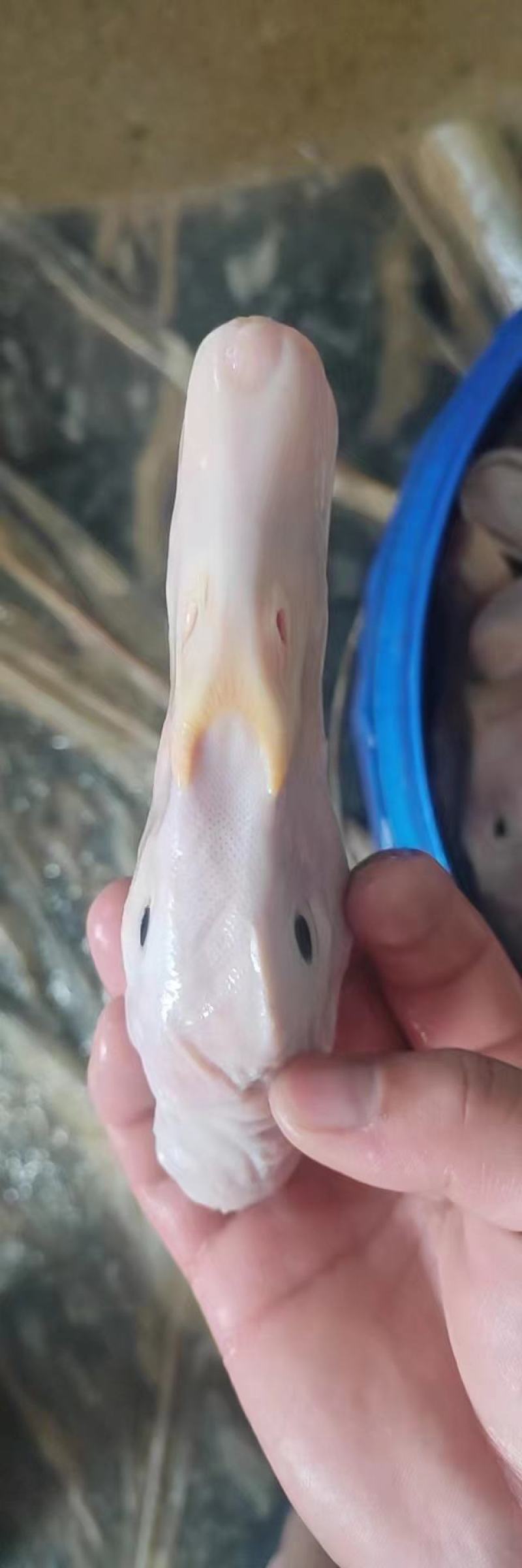 精品鸭头白条鸭头卤货加工厂专用长期有货质量保证