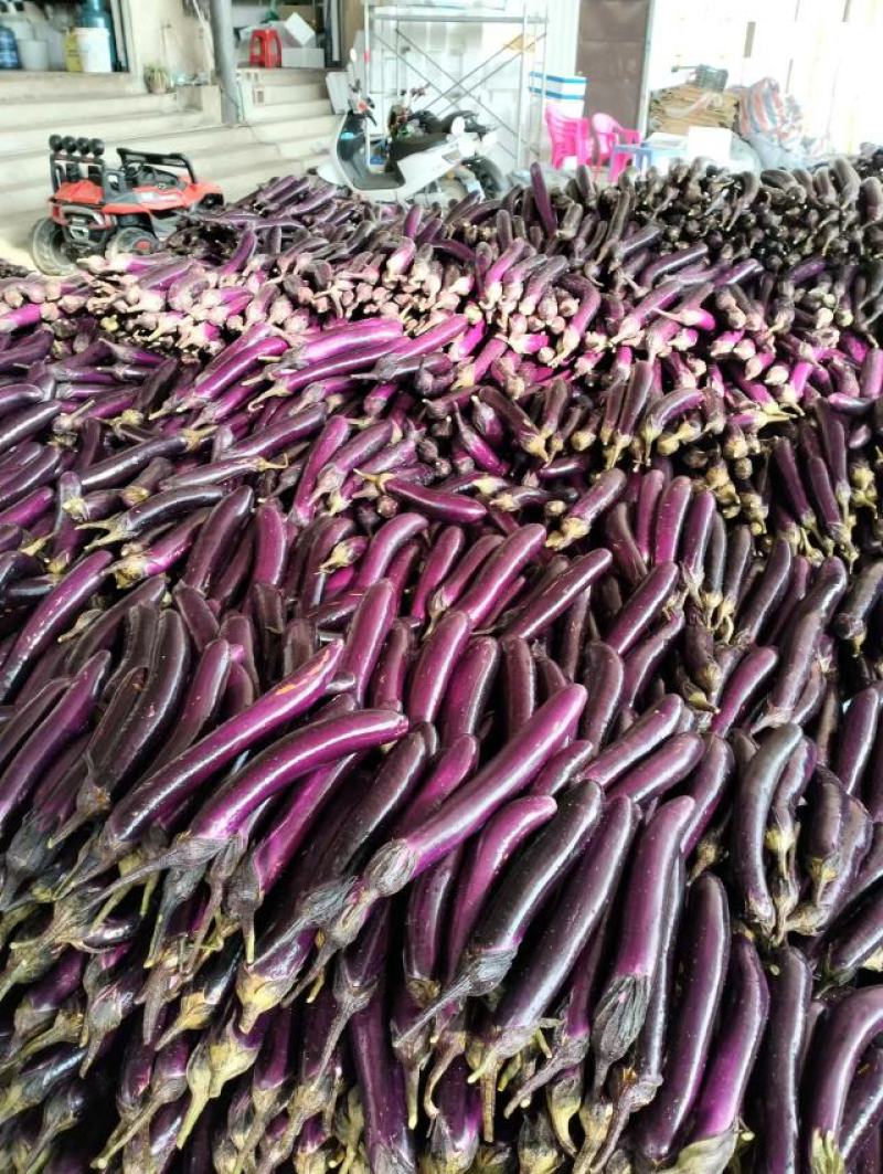 红茄长茄云南产地一手货源质量好，价格优货源充足电联