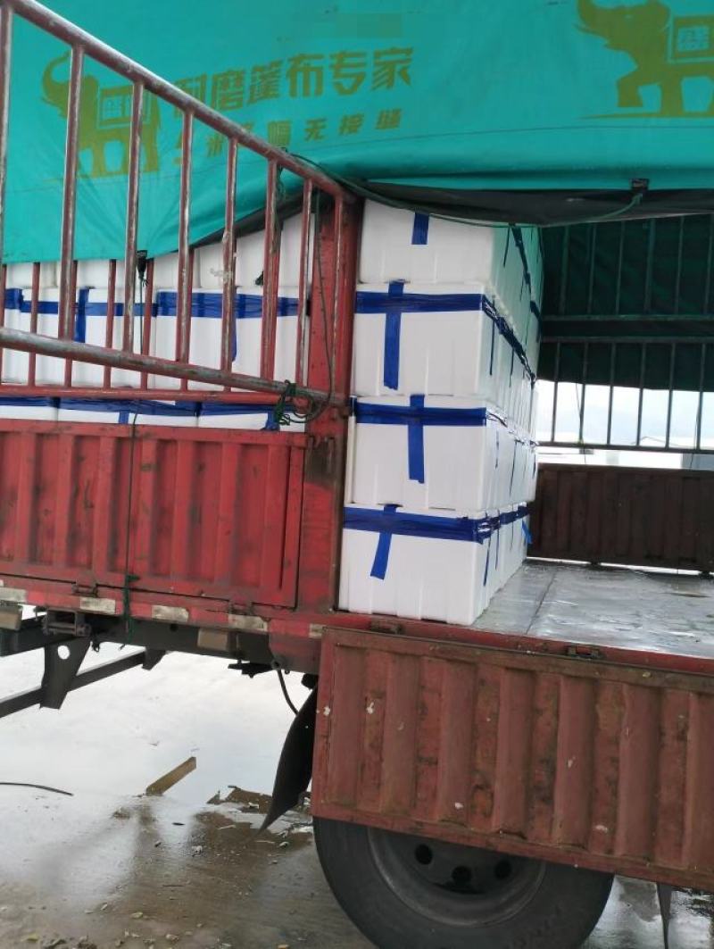 红茄长茄云南产地一手货源质量好，价格优货源充足电联