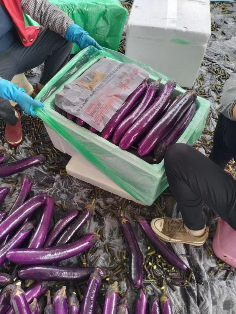 红茄长茄云南产地一手货源质量好，价格优货源充足电联