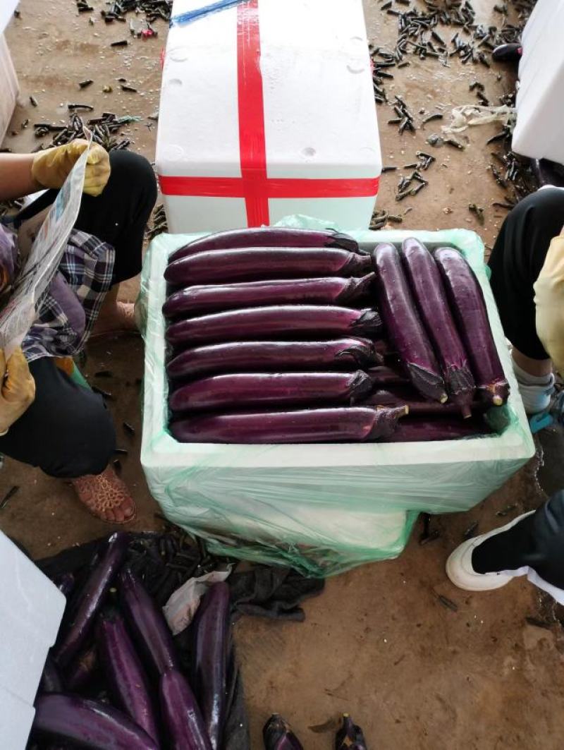 红茄长茄云南产地一手货源质量好，价格优货源充足电联