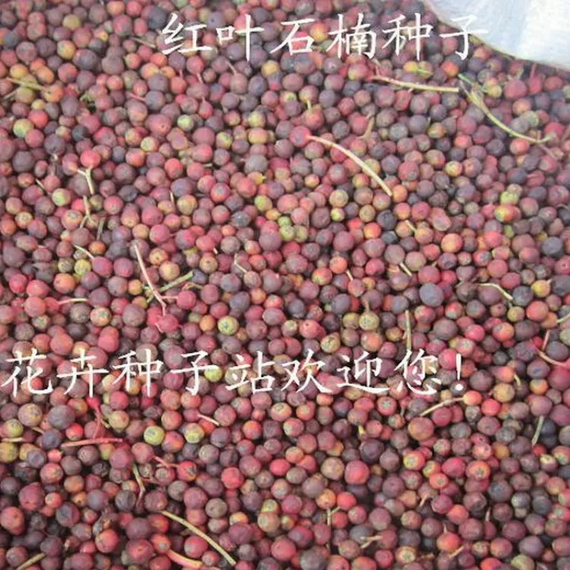 新釆红叶石楠种子四季常青绿篱绿化树种子红罗宾火焰红石楠树