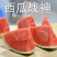【优选】河南商丘睢县麒麟西瓜美都西瓜8424西瓜