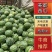 【优选】河南商丘睢县麒麟西瓜美都西瓜8424西瓜