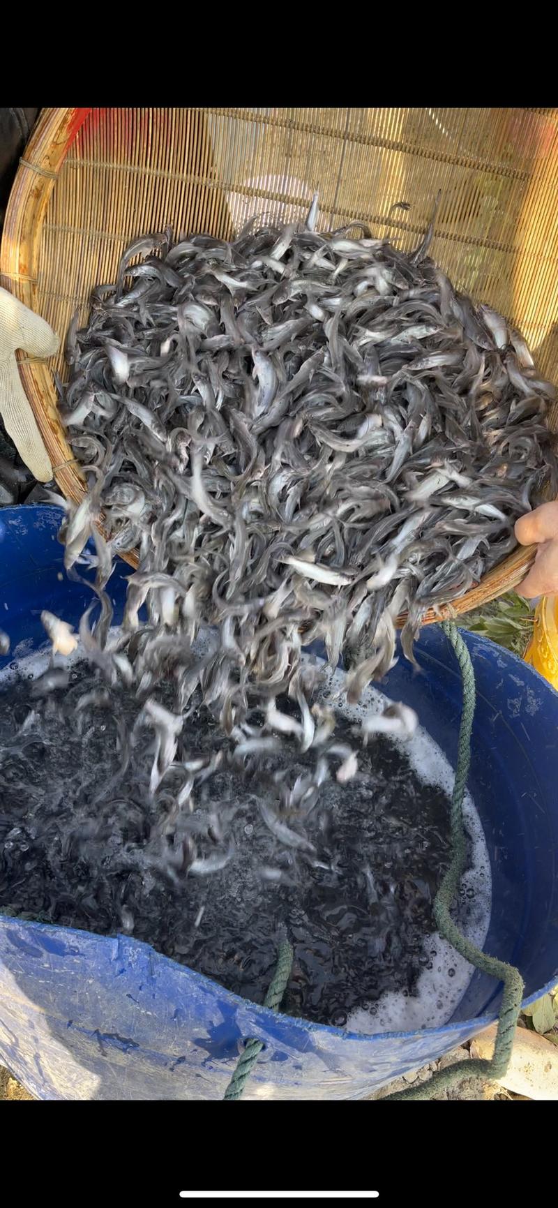 斑点叉尾鮰鱼苗食用清江鱼养殖黔鱼淡水鱼好养殖