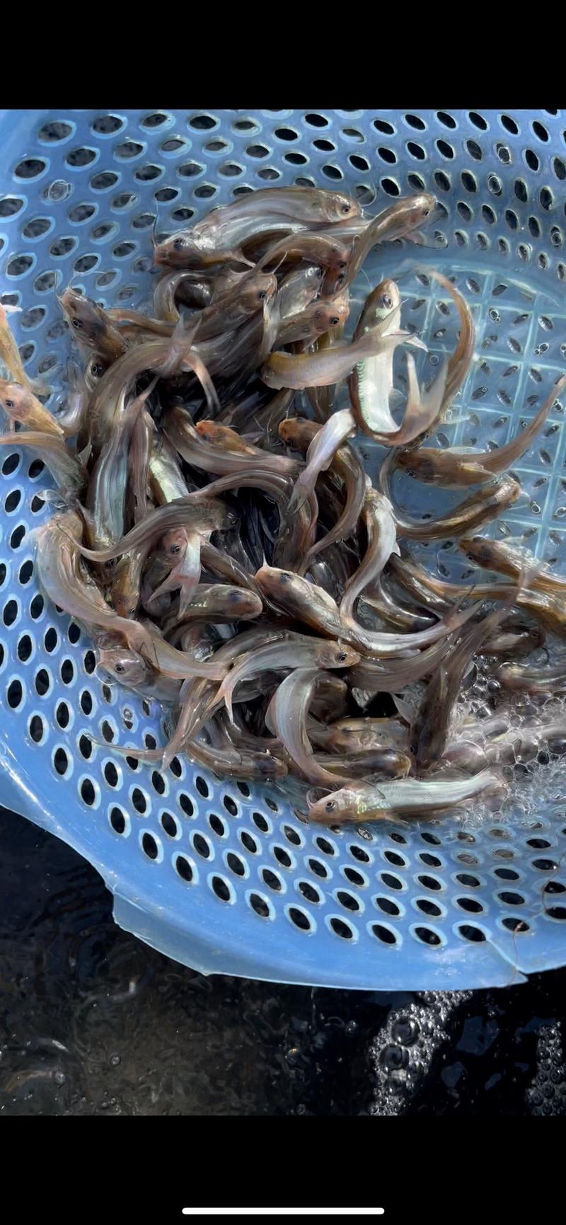 斑点叉尾鮰鱼苗食用清江鱼养殖黔鱼淡水鱼好养殖