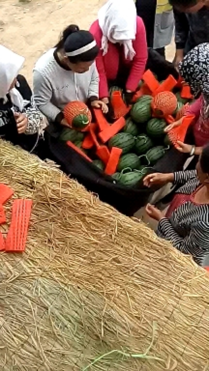 小糖丸产地直供包熟包甜包售后代发全国小糖丸西瓜