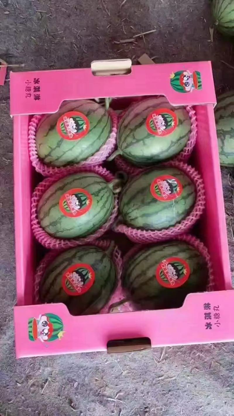 小糖丸产地直供包熟包甜包售后代发全国小糖丸西瓜