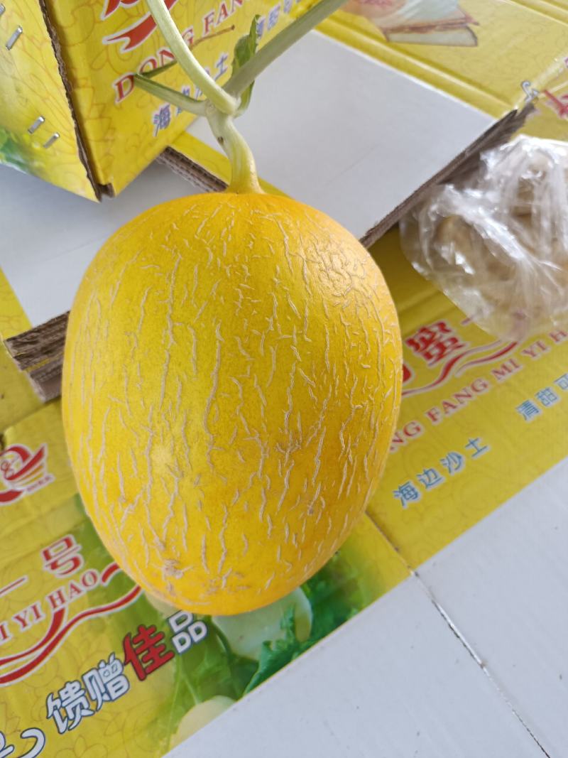 黄金十八甜瓜，产地发货，量大从优，价格便宜，欢迎采购