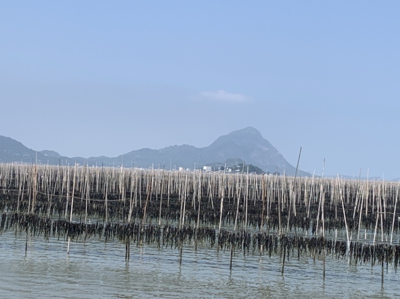 霞浦挂晒干海带